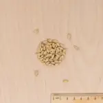 Pour nos animaux - Herbe à Chat (Orge) - BIO - Grand Modèle  - MEDIA_3D